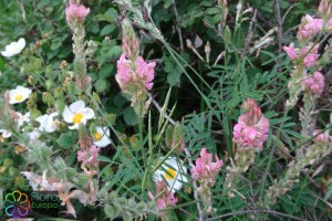 Onobrychis viciifolia (2)6